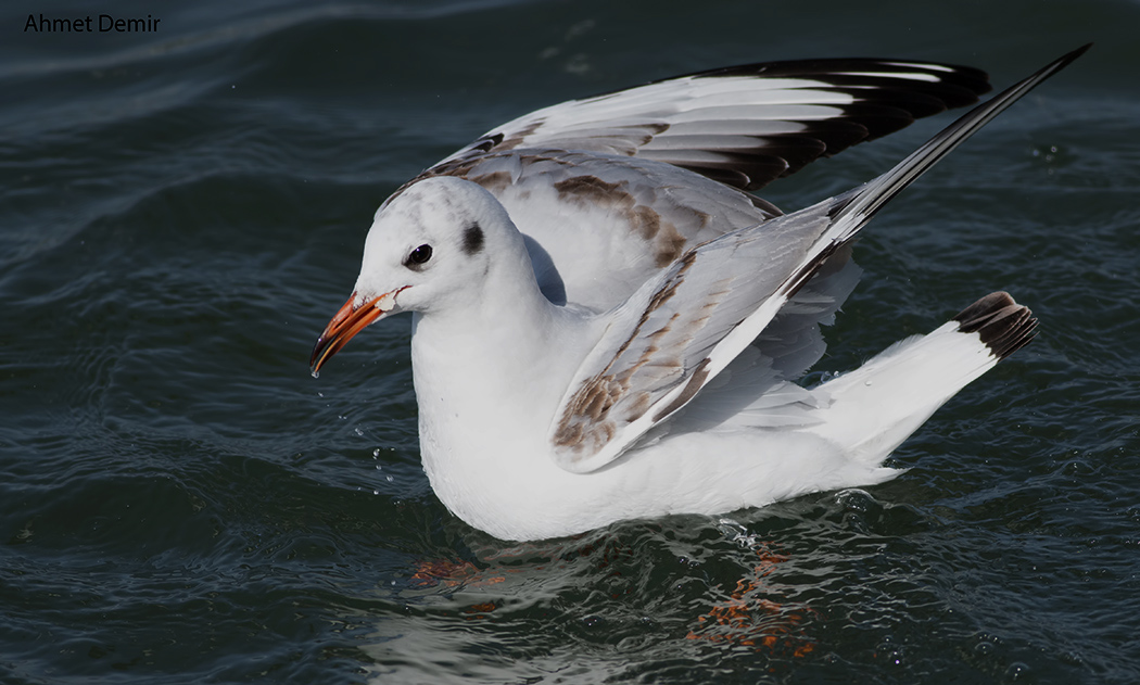 Black-headed Gull
